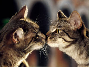 besitos.jpg