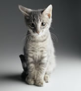 kitty.jpg